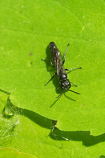 Tiny black wasp possibly a hunting wasp, interesting facial features Geotagged,Spring,United States