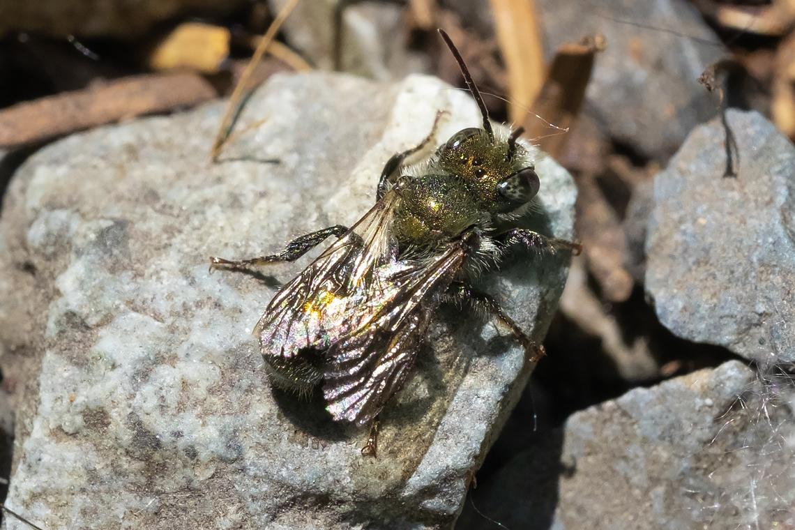 Blue orchard mason bee  Geotagged,Orchard mason bee,Osmia lignaria,Spring,United States