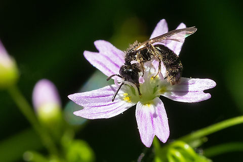 Small hairy bee hints of metallic green, Ceratina sp. seems likely - just found a new (to me) genus in my book, Panurginus. I don't think I can confirm this, as you need to see the wings, but they are similar looking to Ceratina, but appear to be hairier.  Geotagged,Spring,United States