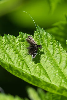 Ocean spray fairy moth there were about 5 of these flitting around each other, battling for ? territory maybe? Adela septentrionella,Geotagged,Spring,United States