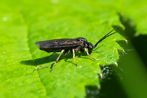 small black sawfly similar to the last one I posted, but less brightly colored legs and differently shaped antenna. I think perhaps it is Monophadnoides sp. information is sparse..  Geotagged,Spring,United States