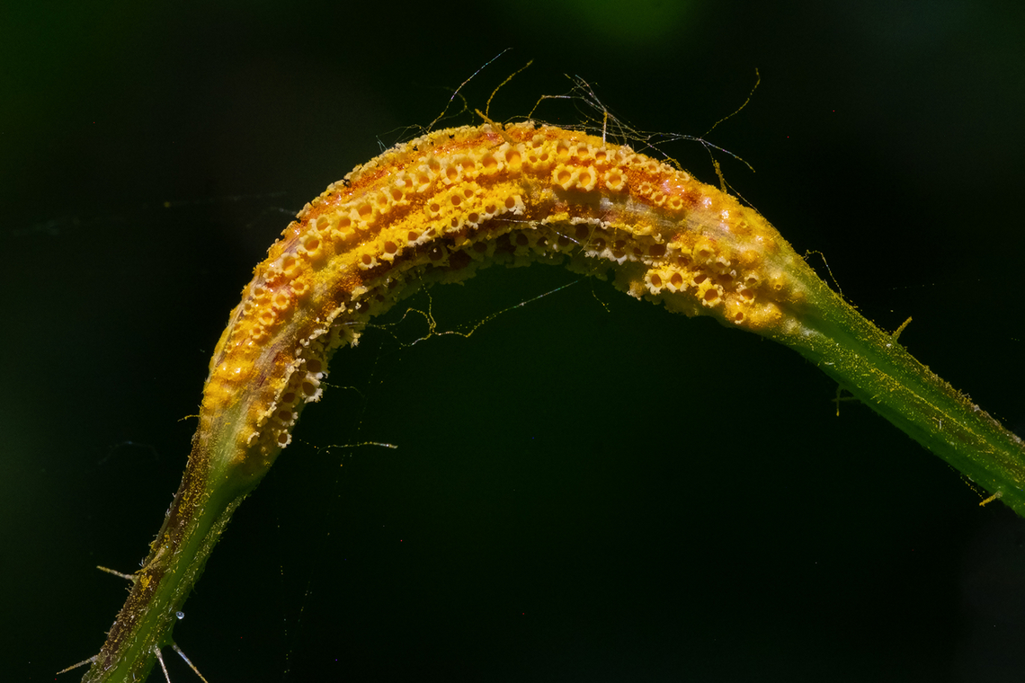 stinging nettle rust gall  Geotagged,Puccinia urticata,Spring,United States