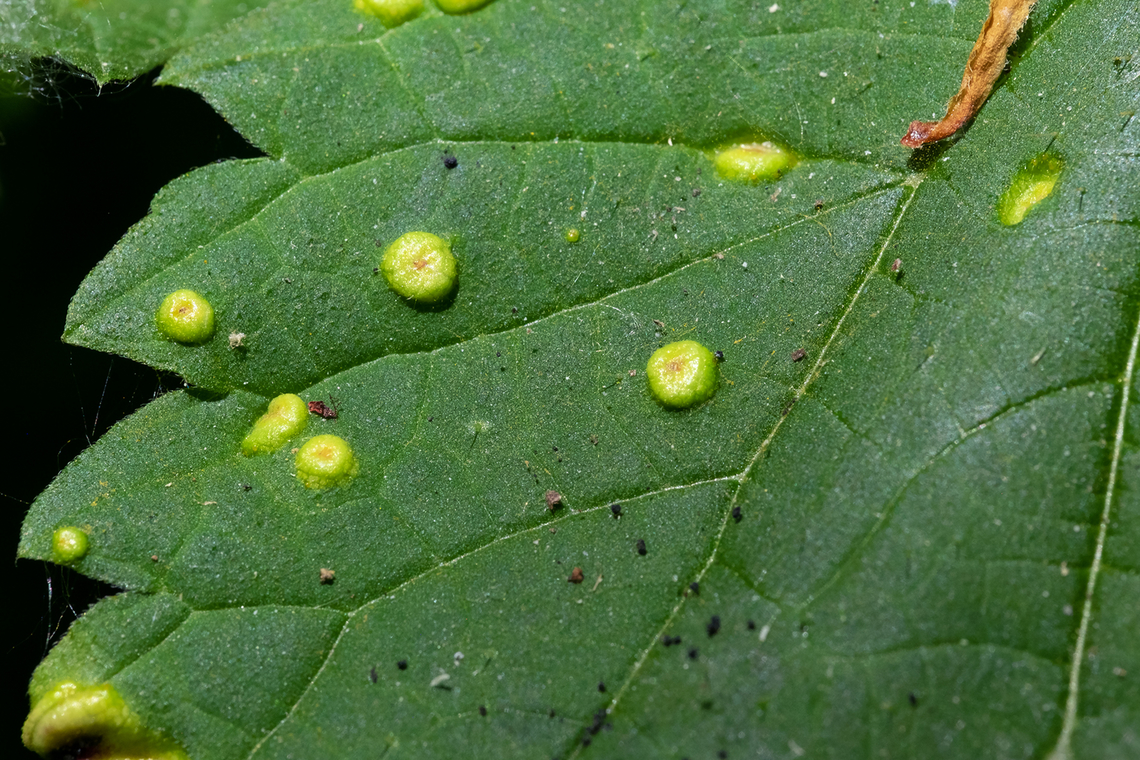 Nettle leaf galls  Geotagged,Spring,United States