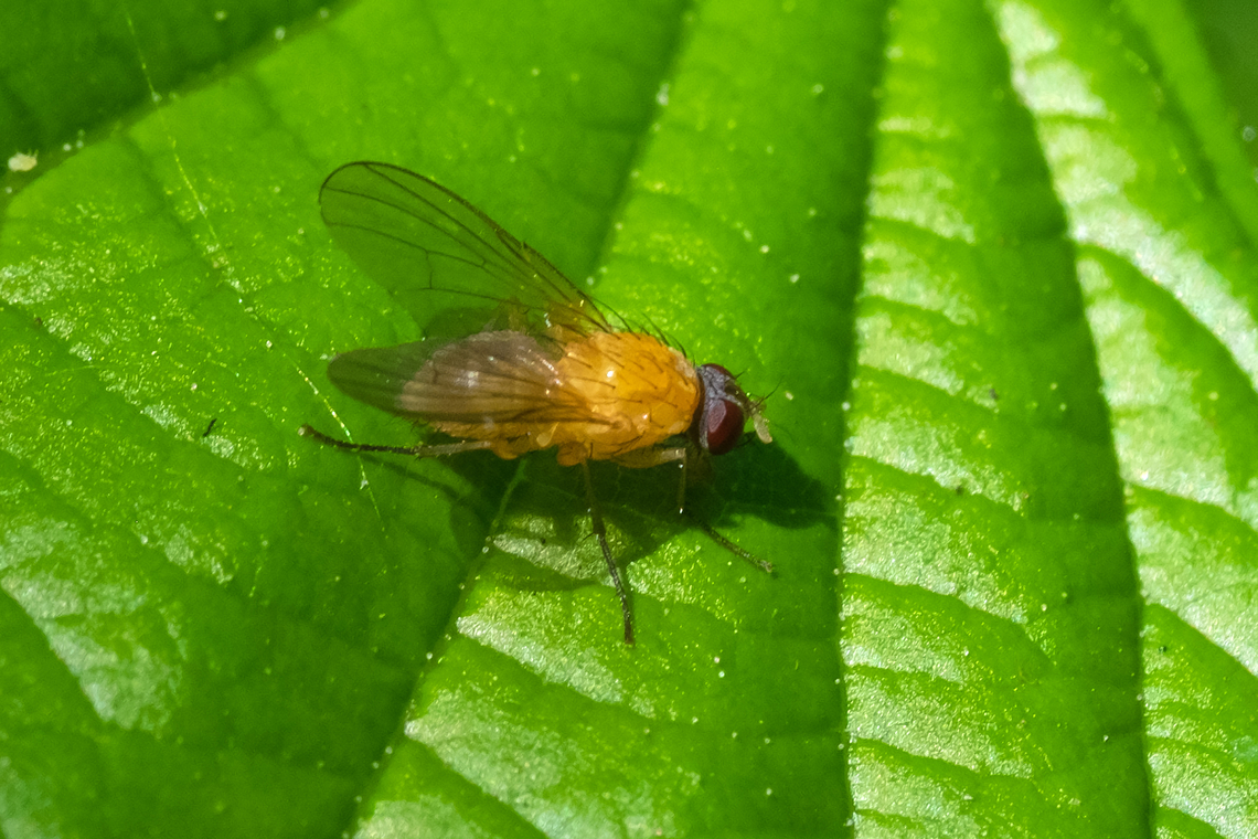 Pale red-eyed fly  Geotagged,Spring,United States