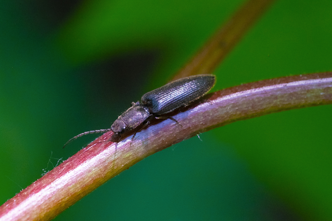 plain black click beetle  Geotagged,Spring,United States