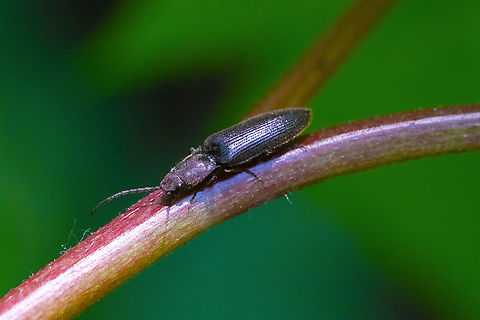 plain black click beetle  Geotagged,Spring,United States