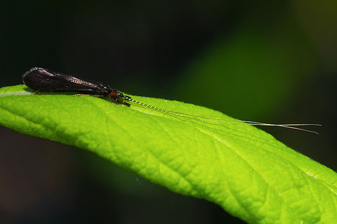 black caddisfly this appears to be the predominant species of black caddis fly in this area Geotagged,Mystacides alafimbriatus,Spring,United States
