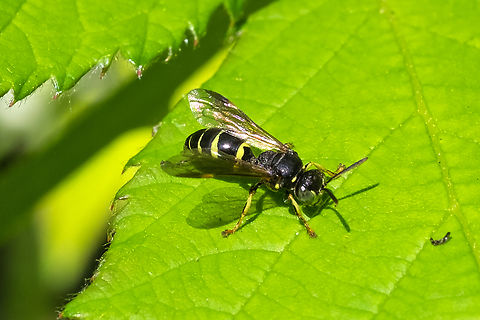 possible potter wasp  Geotagged,Spring,United States