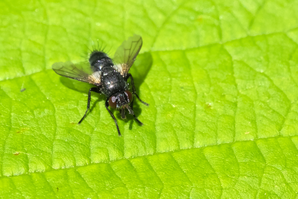 Tachnid fly  Geotagged,Spring,United States