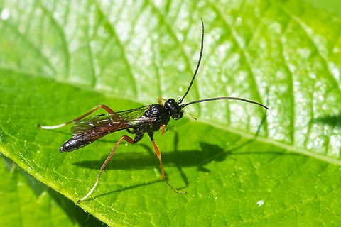 Thread-waisted wasp  Geotagged,Spring,United States