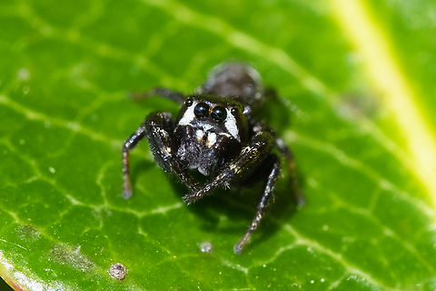 Jumping spider - Metaphidippus manni, male  Geotagged,Metaphidippus manni,Spring,United States