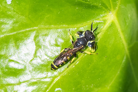 Crabro latipes I keep hoping to find one of the other species, but this one is clearly the most common Crabro latipes,Geotagged,Spring,United States