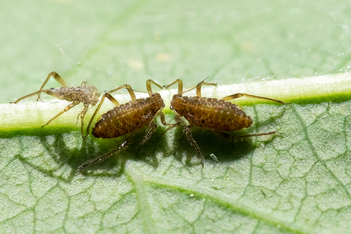 brown aphid twins No, there's no mirror... looks like a recent molt too.  Geotagged,Spring,United States