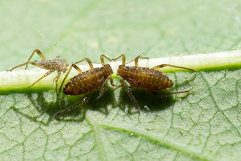 brown aphid twins No, there's no mirror... looks like a recent molt too.  Geotagged,Spring,United States