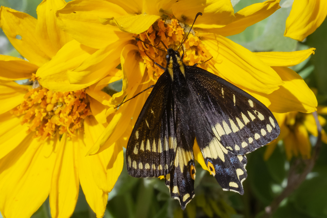 Indra swallowtail  Black Swallowtail,Geotagged,Indra swallowtail,Papilio indra,Papilio polyxenes,Spring,United States