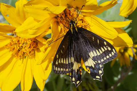 Indra swallowtail