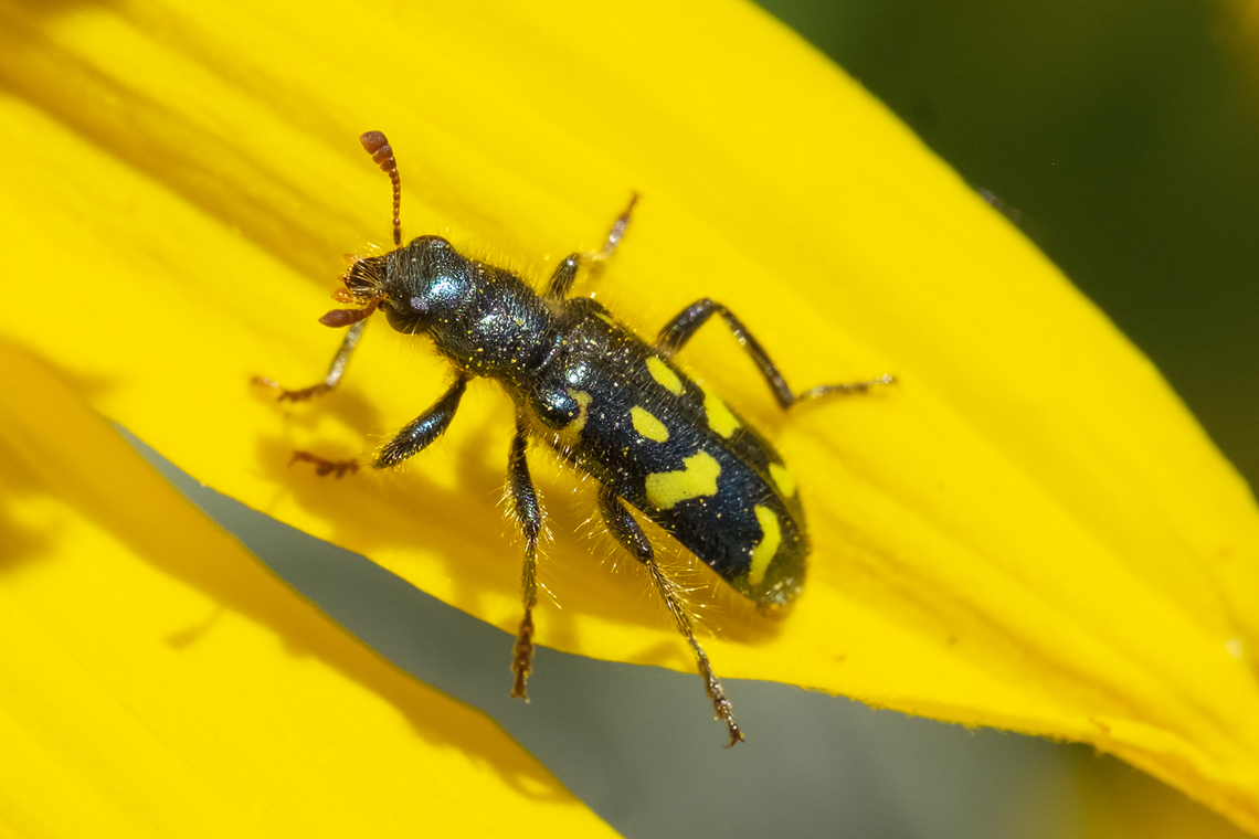 ornate checkered beetle  Geotagged,Ornate Checkered Beetle,Spring,Trichodes ornatus,United States