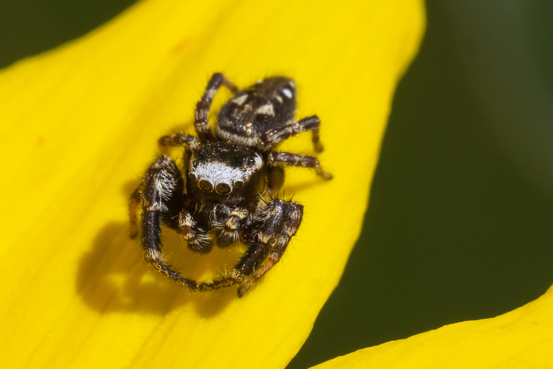 Proszynski's Jumping Spider  Evarcha proszynskii,Geotagged,Spring,United States