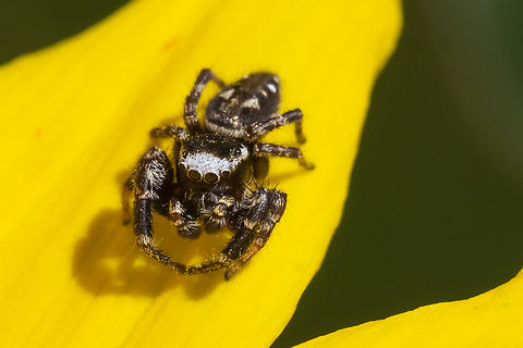 Proszynski's Jumping Spider  Evarcha proszynskii,Geotagged,Spring,United States