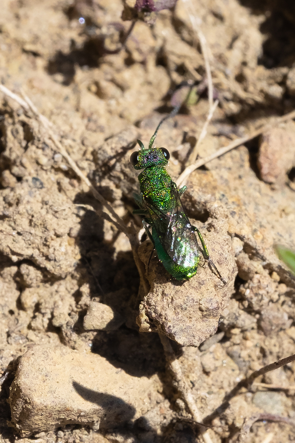cuckoo wasp  Geotagged,Spring,United States