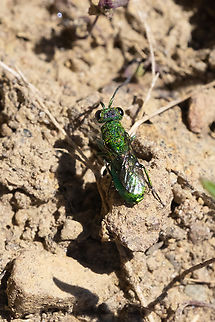 cuckoo wasp  Geotagged,Spring,United States