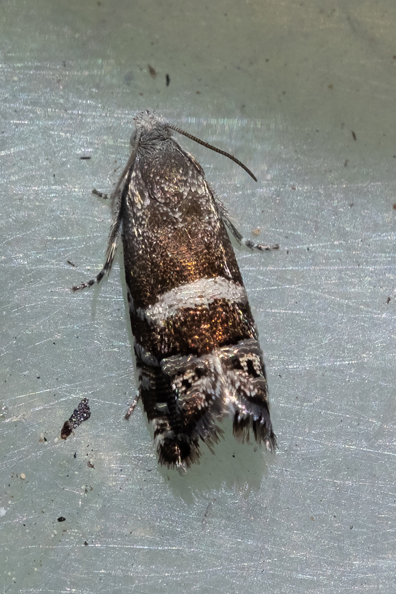 Small coppery moth This alas, was all that ended up in my mushroom bucket&hellip; tons of blowdowns this year (and I&rsquo;ve the bruises to prove it), but not a single morel. <br />
<br />
I&rsquo;ve found several moths that are close in appearance, but nothing that looks quite right yet.. my laptop is pooping out too.. I&rsquo;ve ordered a new one, but it may be a week or so before I am back to not having to use my phone as my primary device.. Geotagged,Grapholita lunatana,Spring,United States