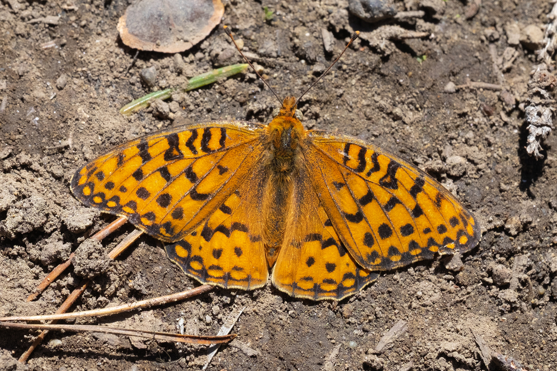 Callippe fritillary  Callippe fritillary,Geotagged,Speyeria callippe,Spring,United States