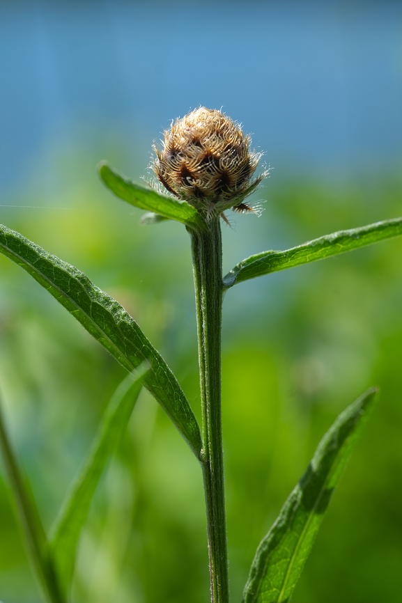 knapweed bud I think without the flowers in bloom that I cannot tell the difference between several species Geotagged,Spring,United States