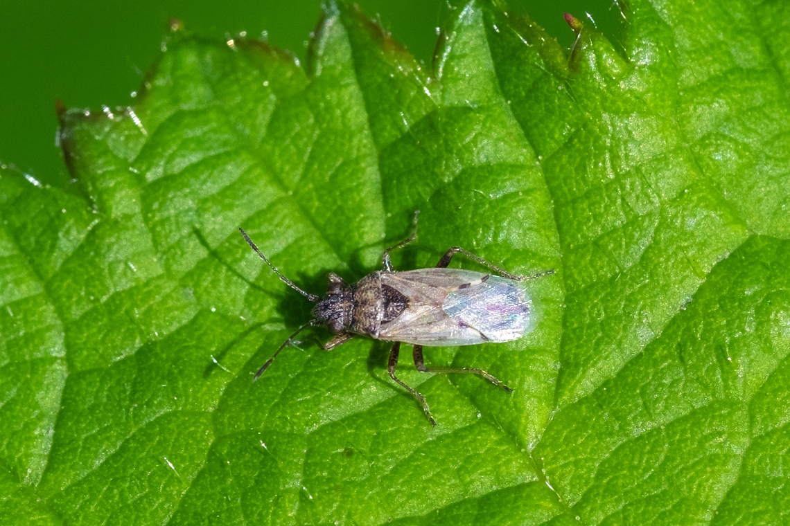 Nysius sp. seed bug don't think species level is possible... BugGuide says: taxonomy extremely confusing, genus in bad need of global revision. At least 5 species in the western US. Geotagged,Spring,United States