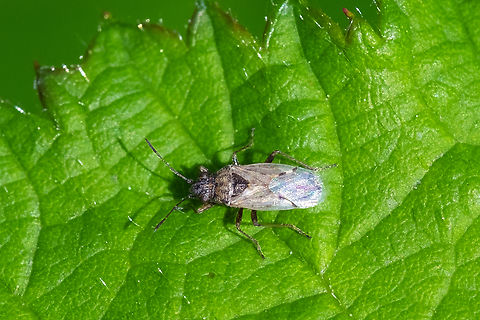 Nysius sp. seed bug don't think species level is possible... BugGuide says: taxonomy extremely confusing, genus in bad need of global revision. At least 5 species in the western US. Geotagged,Spring,United States