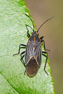western box elder bug  Boisea rubrolineata,Geotagged,Spring,United States,Western Boxelder Bug