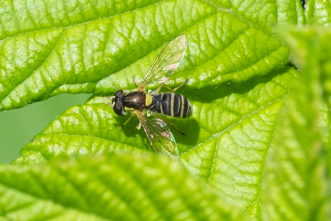 Syrphid fly - forked globe tail based on Y shaped facial marking Geotagged,Sphaerophoria sulphuripes,Spring,United States