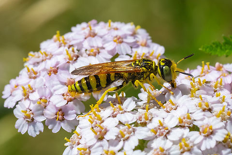 bee wolf large numbers of these in this area Geotagged,Spring,United States
