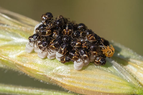Newly emerged stink bugs quite tiny... the eggs are attached to a grass seed Geotagged,Red-shouldered Stink Bug,Spring,Thyanta custator,United States