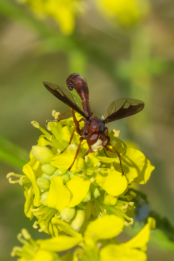 Thick-headed fly can&#039;t say I&#039;ve ever seen anything like this before... apparently 33 species in the PNW, this being the only one that is all red Geotagged,Physocephala burgessi,Spring,United States