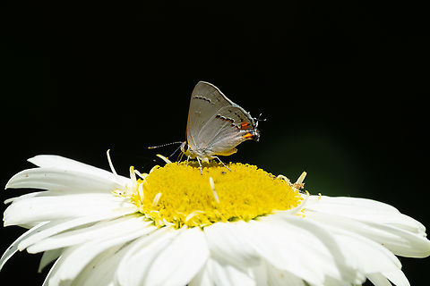 gray hairstreak  Geotagged,Gray Hairstreak,Strymon melinus,Summer,United States
