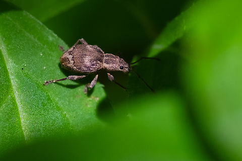 patterned brown weevil  Geotagged,Obscure Root Weevil,Sciopithes obscurus,Summer,United States
