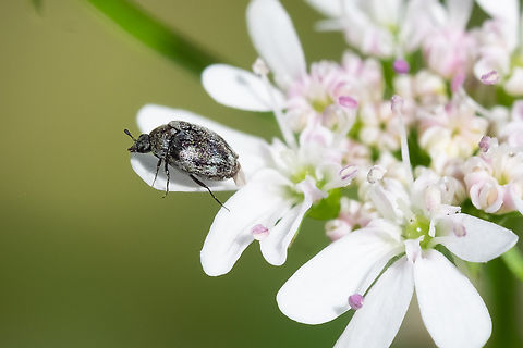 varied carpet beetle apparently old individuals 'grey'... right now I have a ton of these inhabiting my cilantro that has all gone to flower. I guess I should take care to not bring them inside. Anthrenus verbasci,Geotagged,Summer,United States,Varied carpet beetle