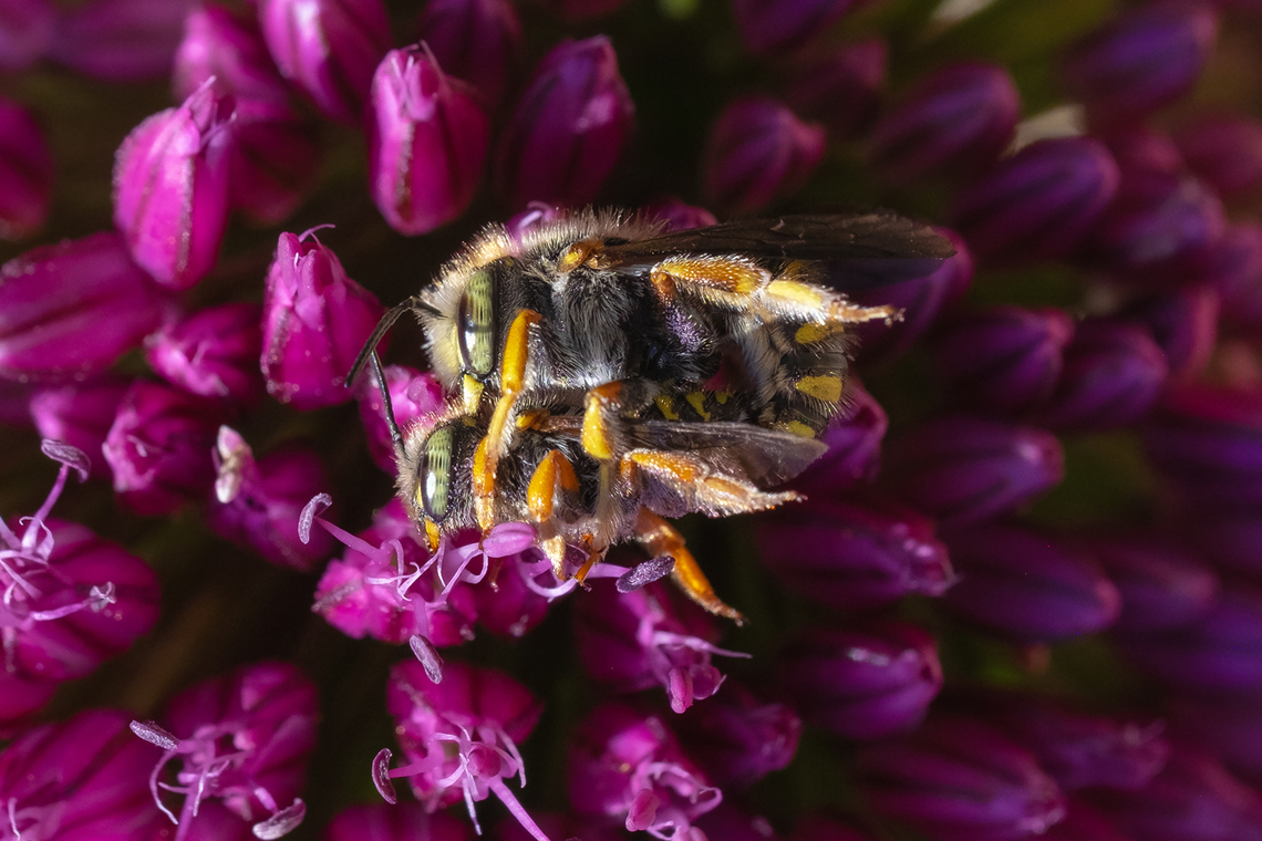 Wool carder bee copula  Anthidium manicatum,European wool carder bee,Geotagged,Summer,United States