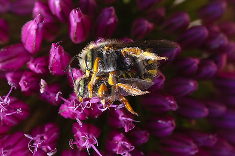 Wool carder bee copula  Anthidium manicatum,European wool carder bee,Geotagged,Summer,United States