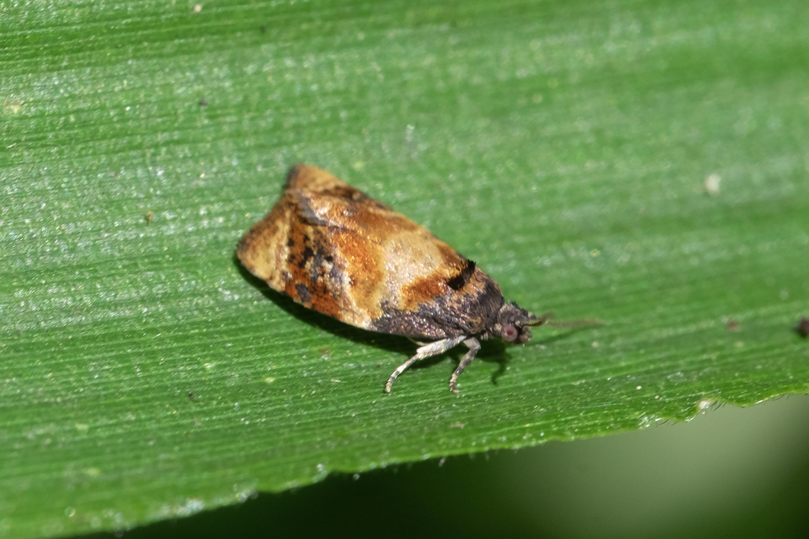 red-barred tortrix not super impressed with me exposing it to the sun...  it kept running until it finally got fed up and flew away. Ditula angustiorana,Geotagged,Red-barred Tortrix,Summer,United States