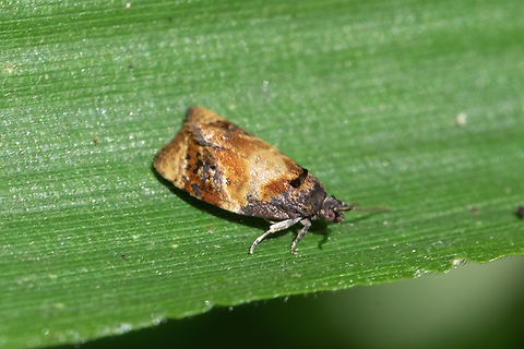red-barred tortrix not super impressed with me exposing it to the sun...  it kept running until it finally got fed up and flew away. Ditula angustiorana,Geotagged,Red-barred Tortrix,Summer,United States