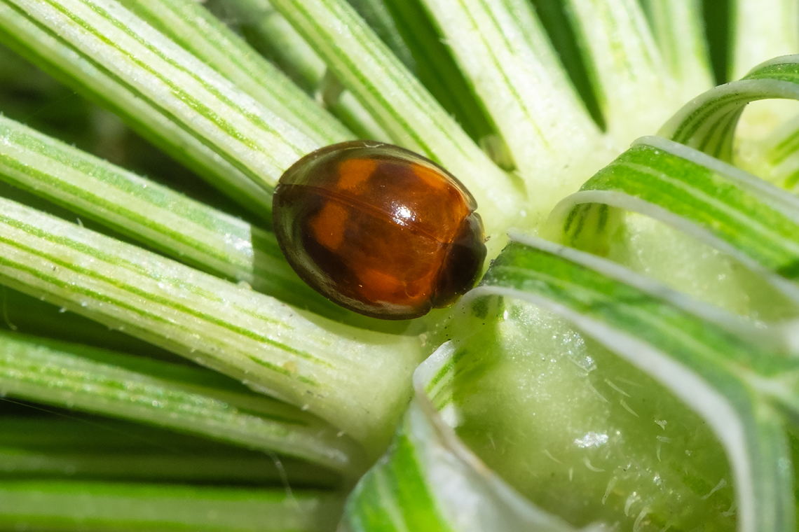 lady beetle this may be a search... so far not finding anything quite like this one - looks like someone dipped this little fellow in glass or gelatin... or like a tortoise beetle and a ladybug had a baby...  Exochomus quadripustulatus,Geotagged,Summer,United States