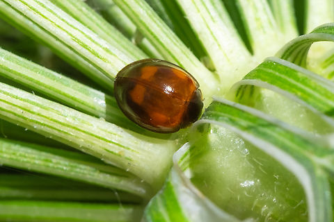 lady beetle this may be a search... so far not finding anything quite like this one - looks like someone dipped this little fellow in glass or gelatin... or like a tortoise beetle and a ladybug had a baby...  Exochomus quadripustulatus,Geotagged,Summer,United States