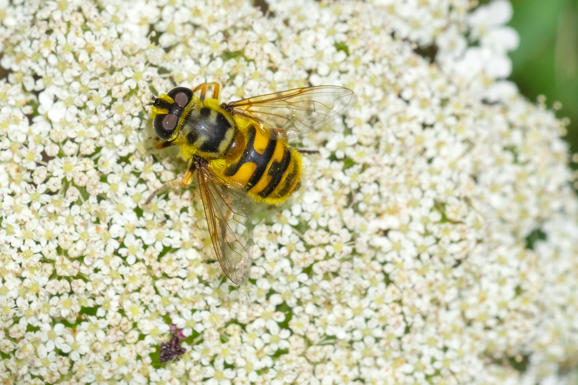 Yellow haired sun fly imported from Europe Geotagged,Myathropa florea,Summer,United States,Yellow-haired Sun Fly