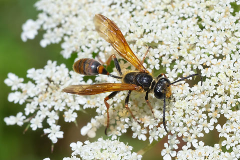 elegant grass carrying wasp Not nearly as common in this area as I. mexicana. I see the nearly all black mexicana pretty much everywhere, but these guys I see once or twice a year. Isodontia elegans