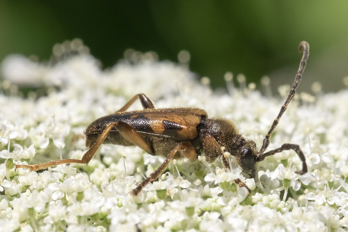 longhorn flower beetle - Xestoleptura crassipes  Geotagged,Summer,United States,Xestoleptura crassipes