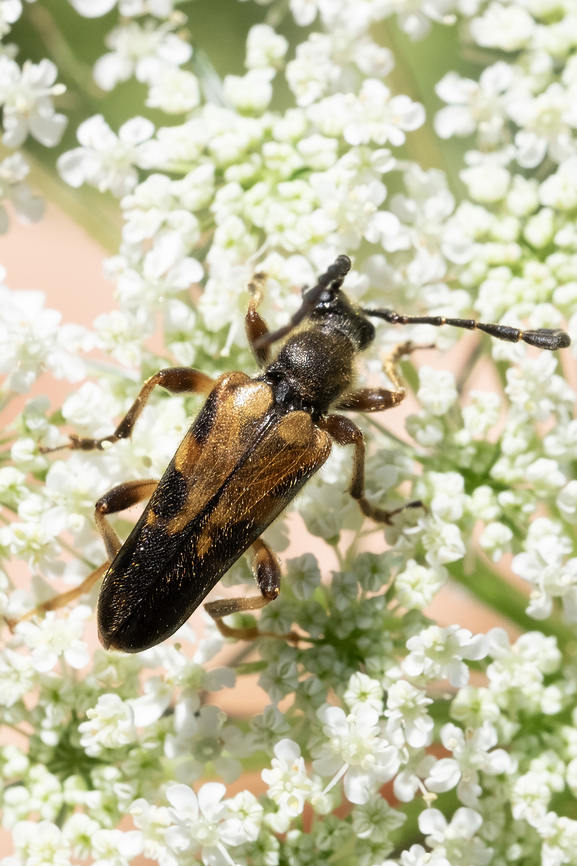 flower longhorn beetle - Xestoleptura crassipes most of the identifying characteristics in this view, rather than the side view Geotagged,Summer,United States,Xestoleptura crassipes