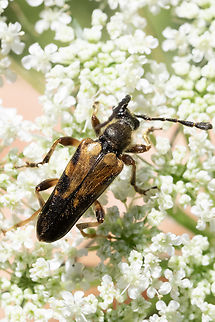flower longhorn beetle - Xestoleptura crassipes most of the identifying characteristics in this view, rather than the side view Geotagged,Summer,United States,Xestoleptura crassipes