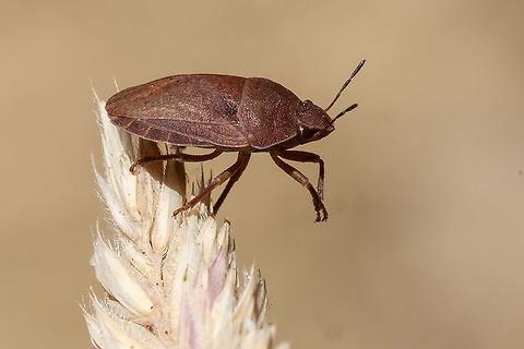 shield backed bug  Eurygaster amerinda,Geotagged,Summer,United States